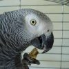 head shot of African Grey parrot in cage holding peanut to its beak