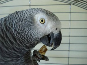 African Grey Eating