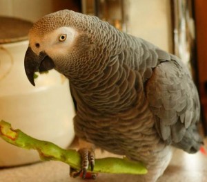 African grey parrot; grey parrot