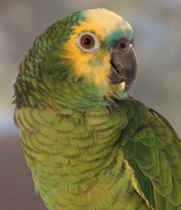 Blue-fronted Amazon parrot