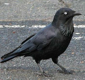 Raven, Australian raven standing on pavement