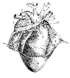 illustration of a parrot heart