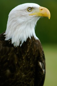 head and shoulder shot of a Bald Eagle
