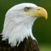bald eagle