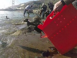 A healthy and clean bird being released back into the San Francisco Bay. (Photo courtesy International Bird Rescue)