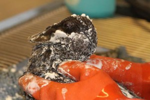 Bird being washed. (Photo courtesy International Bird Rescue)