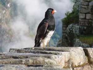Carunculated Caracara (Phalcoboenus carunculatus) belongs to a small genus of birds of prey in the Falconidae family, and is found in barren, open habitats in the Andes, Patagonia and the Falkland Islands.
