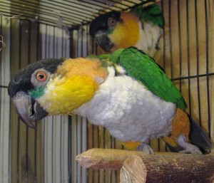 Black-headed_Caique_adult_pets_in_cage