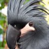 head and shoulder shot of Black Palm Cockatoo. Bird has large black beak, dark gray feathers and upright crest on head