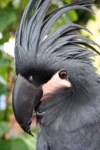 head and shoulder shot of Black Palm Cockatoo. Bird has large black beak, dark gray feathers and upright crest on head