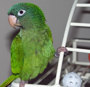 blue-crowned conure