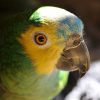head shot of blue-fronted Amazon parrot