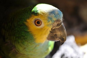 head shot of blue-fronted Amazon parrot