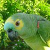 Blue-fronted Amazon, blue front, Amazon parrot