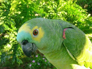 BlueFronted Amazon