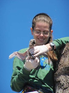 A biologist carefully brings a blue-and-gold macaw chick out of the nest close to a public statue to record its body size and weight. 