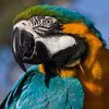 head and shoulder shot of blue-and-gold macaw