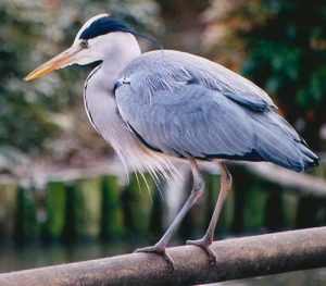 Blue herring standing on a perch outside