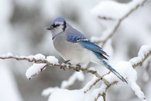 Blue Jay on a snowy branch