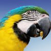 head shot of yellow and blue macaw