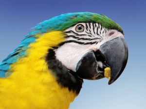 head shot of yellow and blue macaw
