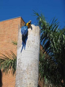 A blue-and-gold macaw pair tends to their nest outside an office building in Campo Grande, which is about 555 miles west of São Paulo, Brazil. 