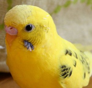 close up of yellow budgie / parakeet