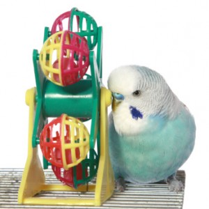 buy budgie toys