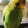 close up of budgie / parakeet on finger