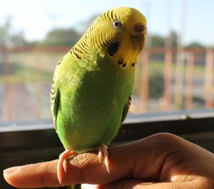 close up of budgie / parakeet on finger in front of window