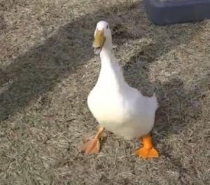 Buttercup-the-Duck-3D-Printed-Foot