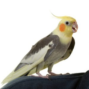 australian cockatiel bird