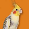 Cockatiel posed before an orange background