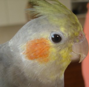 close up of cockatiel face