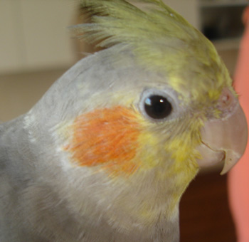 cockatiel bird male and female