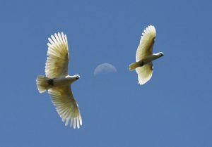 two cockatoos flying free in blue sky