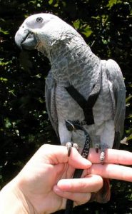 Congo African grey parrot; grey parrot; gray parrot