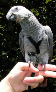 Congo_African_Grey_Parrot_in_a_harness