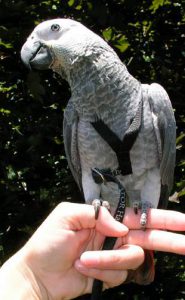 Congo African Grey parrot outside on hand; parrot wears leash