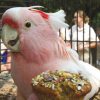 The world's oldest Cockatoo on bottom of cage eating a treat