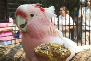 The world's oldest Cockatoo on bottom of cage eating a treat