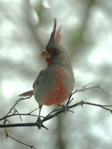 Desert Cardinal on a tree branch