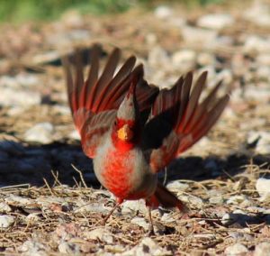 The Desert Cardinal: Beauty In the Desert – Pet Birds by Lafeber Co.