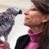 Dr Pepperberg nose to beak with African grey named Griffin