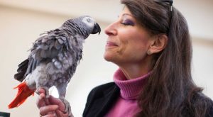 Dr Pepperberg nose to beak with African grey named Griffin