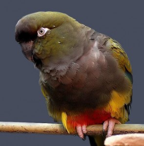 Patagonian conure; Patagonian parakeet, Patagonian parrot, burrowing parrot