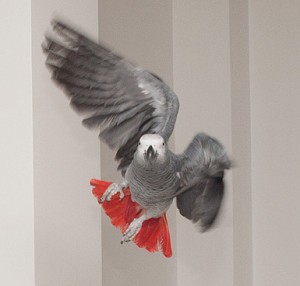 African grey parrot; African gray