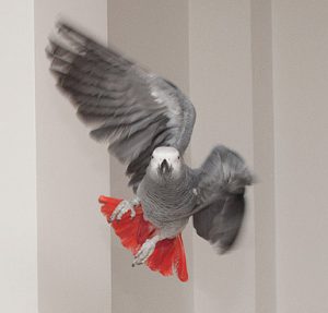African grey parrot flying indoors