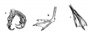 조류 발 유형,새의 발,앵무새 발