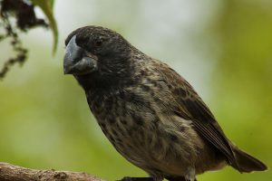 Galapagos finch